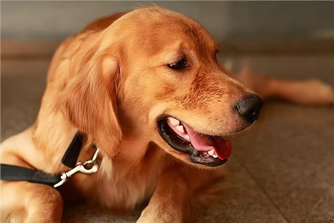 这6种狗很护主,忠诚度高,养到要珍惜了