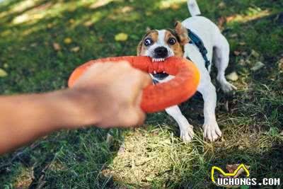 牵狗时的4大禁忌:爱犬负担的来源与影响