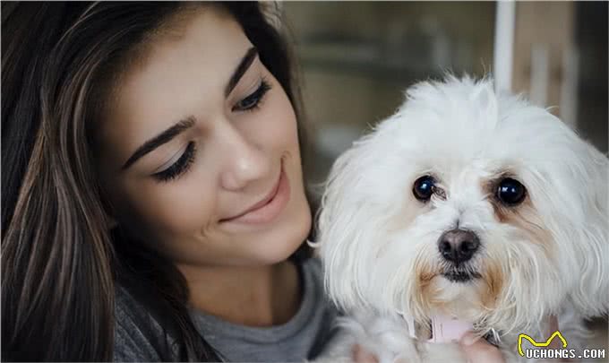 6个理由告诉你,为什么比熊犬让人欲罢不能,连我都想养一只!