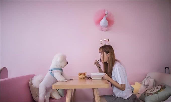 6个理由告诉你,为什么比熊犬让人欲罢不能,连我都想养一只!