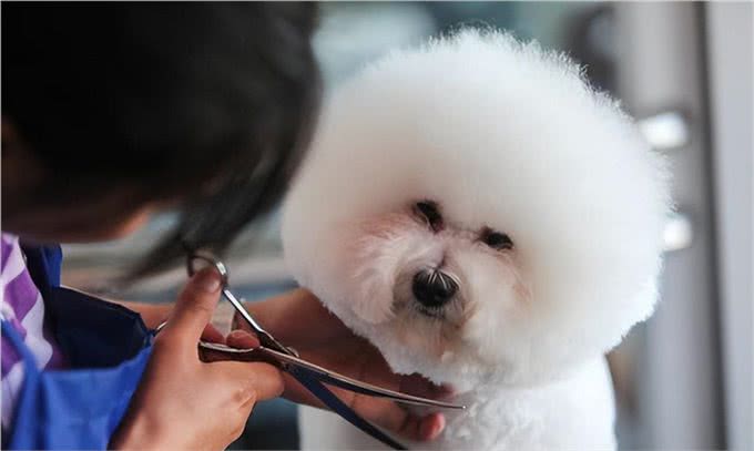 6个理由告诉你,为什么比熊犬让人欲罢不能,连我都想养一只!