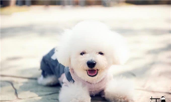 6个理由告诉你,为什么比熊犬让人欲罢不能,连我都想养一只!