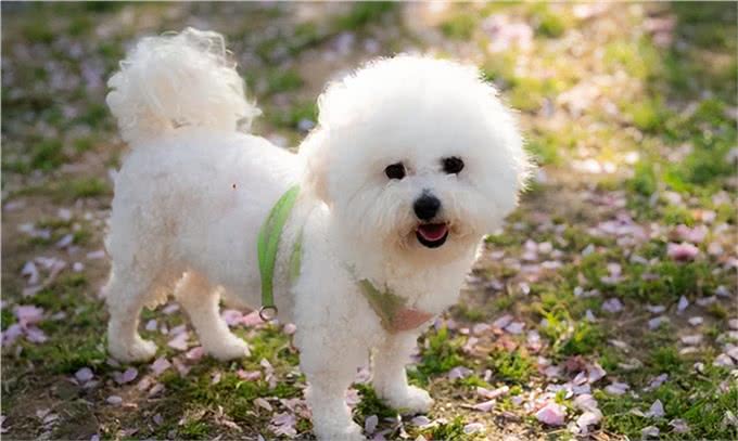 6个理由告诉你,为什么比熊犬让人欲罢不能,连我都想养一只!