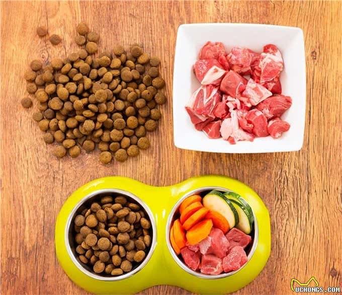 6个理由告诉你,为什么比熊犬让人欲罢不能,连我都想养一只!