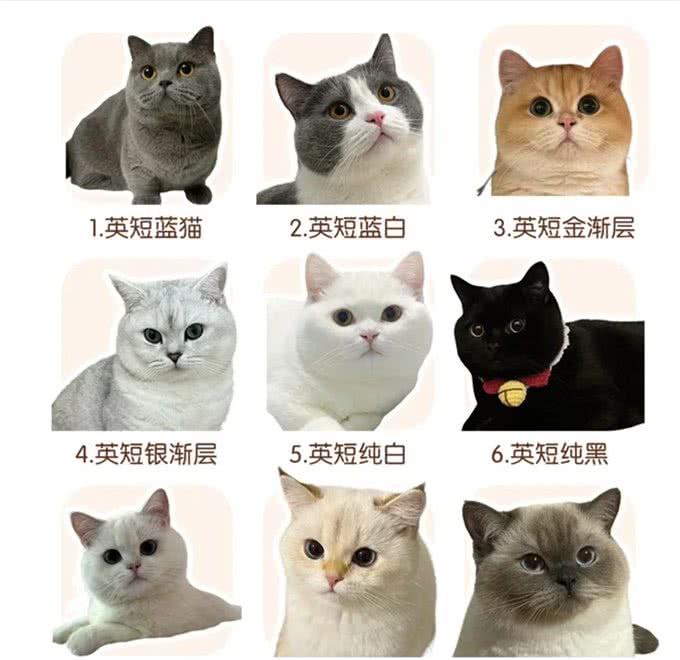 猫咪种类这么多,你知道你家猫源自哪里吗?