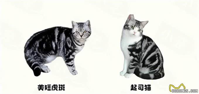 猫咪种类这么多,你知道你家猫源自哪里吗?