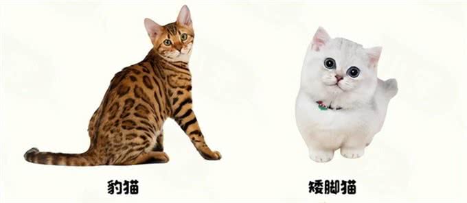 猫咪种类这么多,你知道你家猫源自哪里吗?