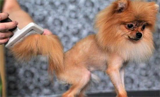 学会给狗美容是一种怎样的体验?教你给宠物狗狗美容的7个方法!