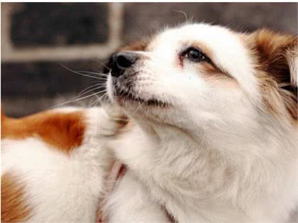 狗狗也会患有抑郁症,怎样让狗狗开心起来呢?