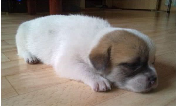 狗狗也会患有抑郁症,怎样让狗狗开心起来呢?