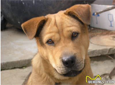 狗狗也会患有抑郁症,怎样让狗狗开心起来呢?