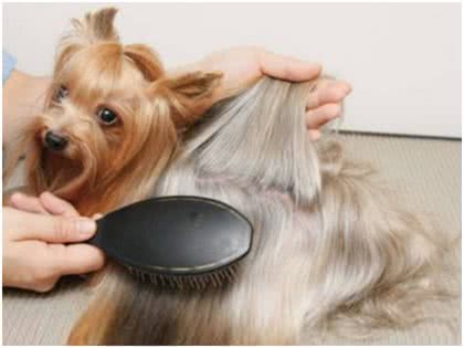 养狗须知:狗狗营养不良影响毛发怎么办?