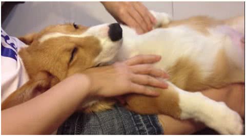 养狗须知:狗狗营养不良影响毛发怎么办?