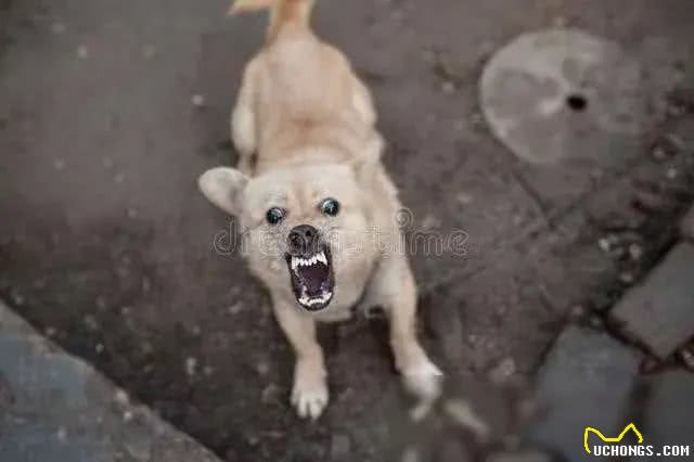 强烈建议立法:对宠物狗出门不拴绳的,依法捕杀,并对狗主人严惩