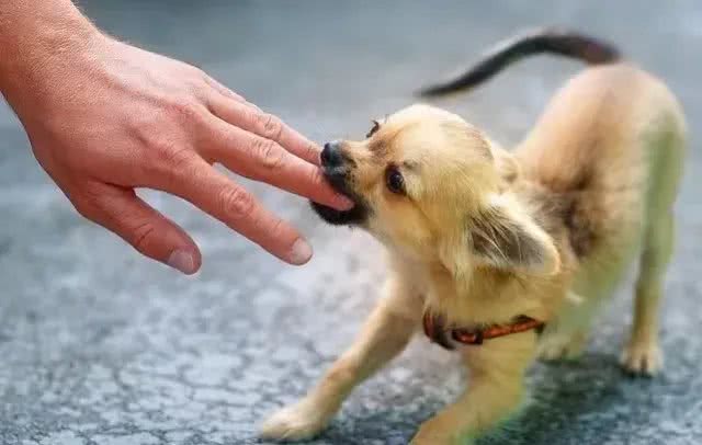 强烈建议立法:对宠物狗出门不拴绳的,依法捕杀,并对狗主人严惩