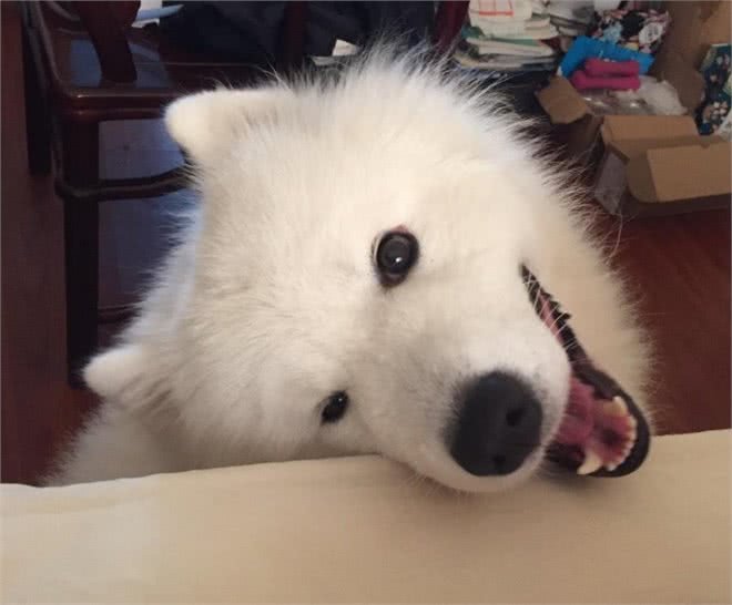 这些爱撒娇的狗狗中,让你最无法抵抗的是谁?