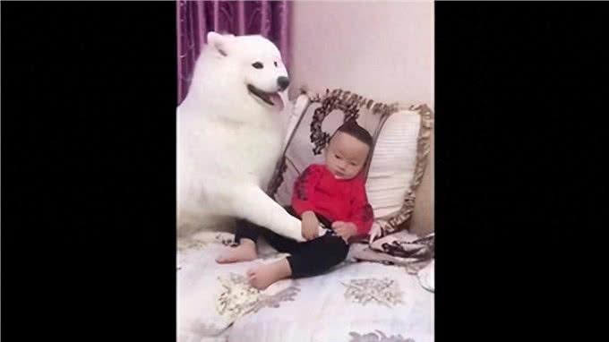 狗狗的爪子:敏感与警惕的象征