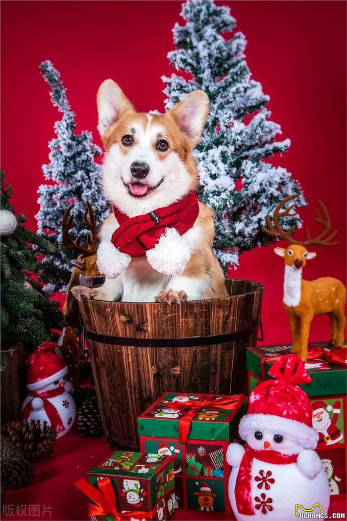 狗狗的爪子:敏感与警惕的象征