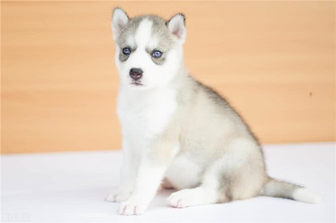 狗狗的爪子:敏感与警惕的象征