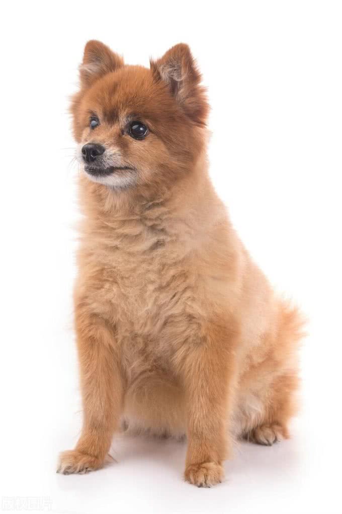 狗狗的爪子:敏感与警惕的象征