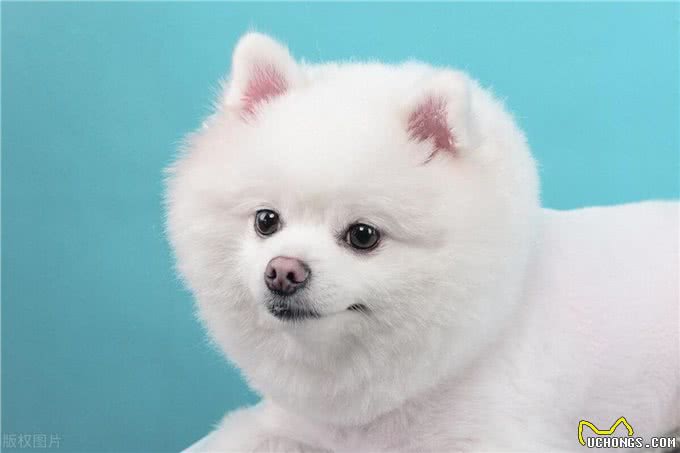 狗狗的爪子:敏感与警惕的象征