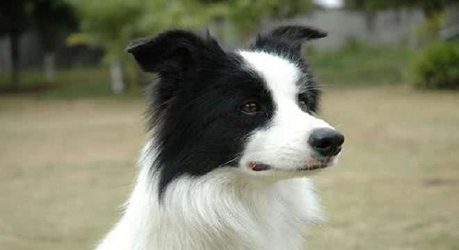 家里养了边牧,有下面5个体验,你体验过几个?