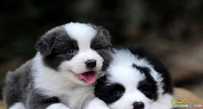 家里养了边牧,有下面5个体验,你体验过几个?