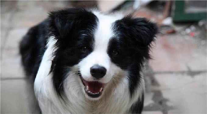 家里养了边牧,有下面5个体验,你体验过几个?