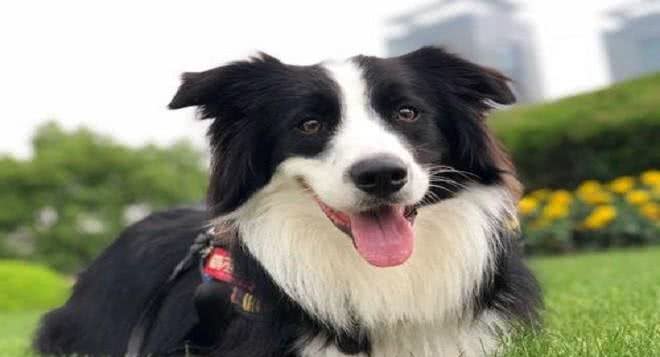 家里养了边牧,有下面5个体验,你体验过几个?