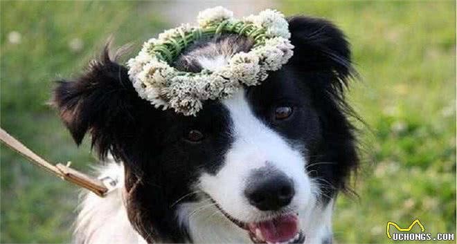 家里养了边牧,有下面5个体验,你体验过几个?