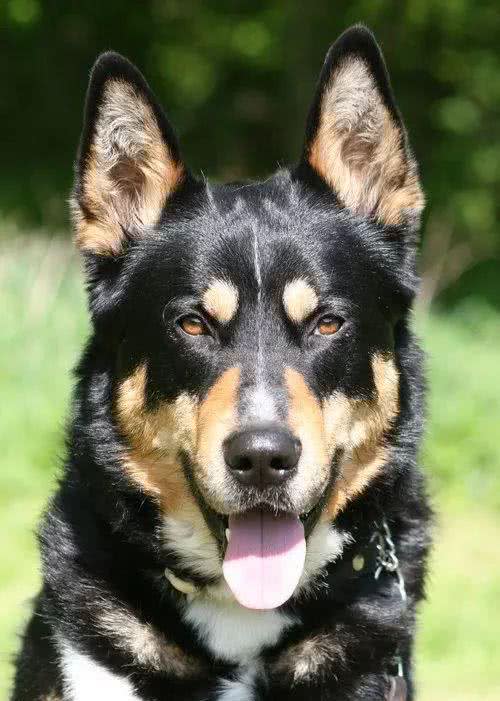 这种狗同样生活在西伯利亚,却不像哈士奇那样广为人知