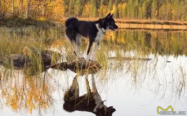 这种狗同样生活在西伯利亚,却不像哈士奇那样广为人知