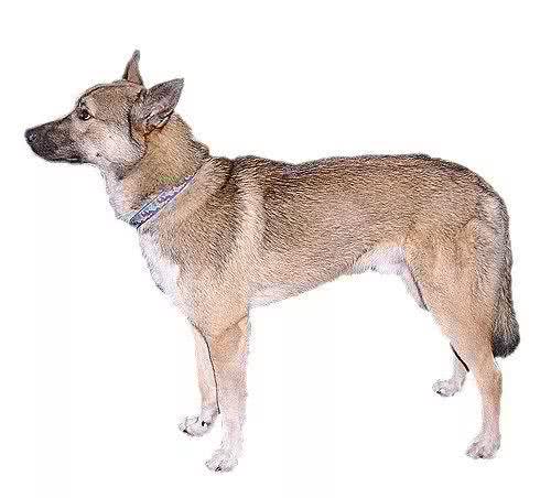 这种狗同样生活在西伯利亚,却不像哈士奇那样广为人知