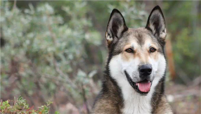这种狗同样生活在西伯利亚,却不像哈士奇那样广为人知