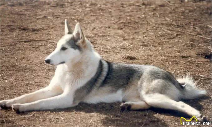 这种狗同样生活在西伯利亚,却不像哈士奇那样广为人知