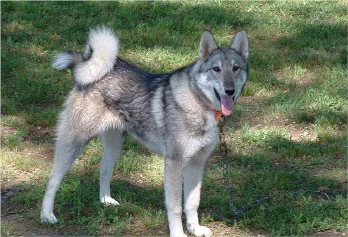 这种狗同样生活在西伯利亚,却不像哈士奇那样广为人知