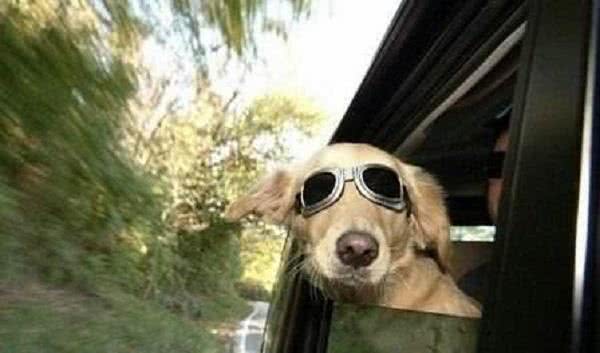 狗狗晕车怎么办?这些小技巧能帮上大忙!