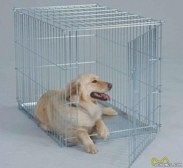 狗狗晕车怎么办?这些小技巧能帮上大忙!