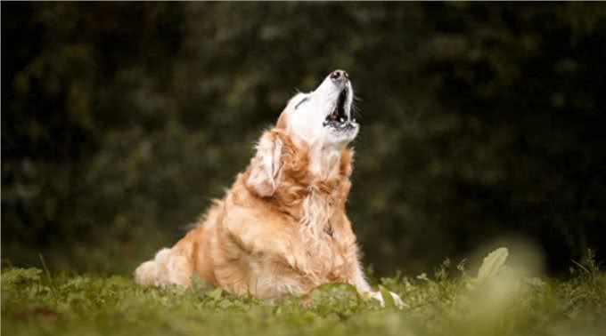 为什么狗会对警报器嚎叫?