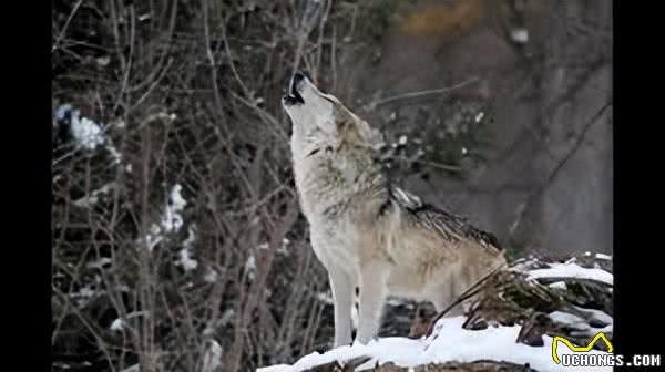 为什么狗会对警报器嚎叫?