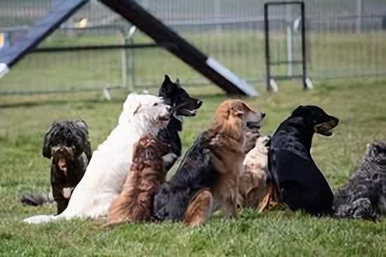 为什么狗会对警报器嚎叫?