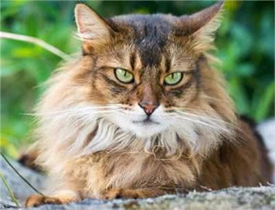 索马里猫好养吗?饲养索马里猫的注意事项有哪些?