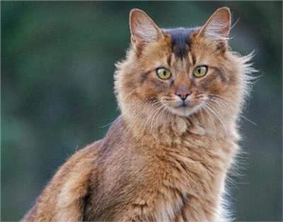 索马里猫好养吗?饲养索马里猫的注意事项有哪些?