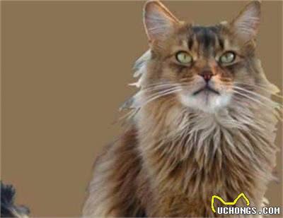 索马里猫好养吗?饲养索马里猫的注意事项有哪些?