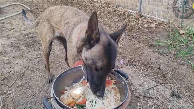 今日话题真的很伤狗第二件事遛狗方式饭后遛狗行为