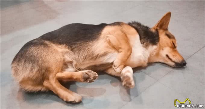 狗狗在睡觉时总抽搐是怎么回事?