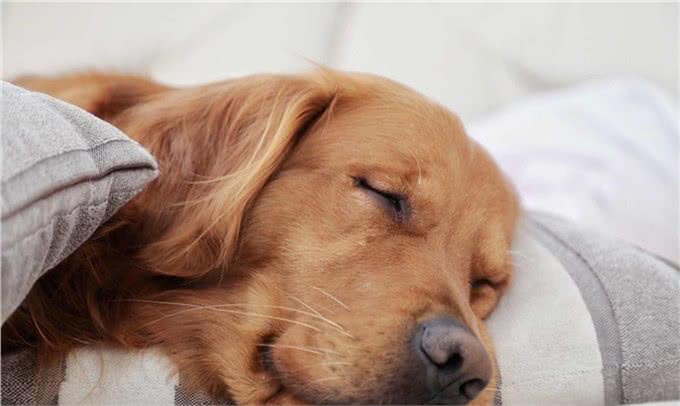 狗狗在睡觉时总抽搐是怎么回事?
