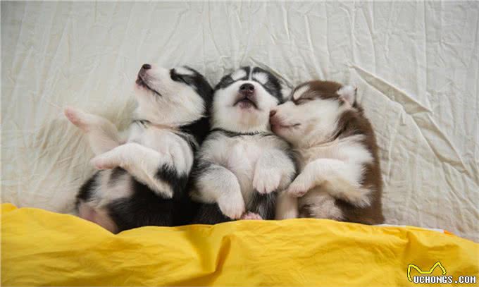 狗狗在睡觉时总抽搐是怎么回事?