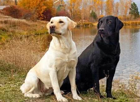 浅析拉布拉多犬的起源、6个品类分支,别再以为自家狗子是串串了