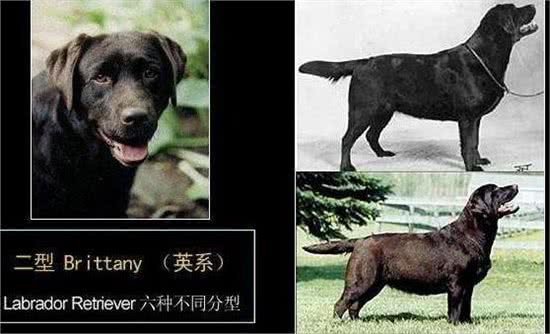 浅析拉布拉多犬的起源、6个品类分支,别再以为自家狗子是串串了